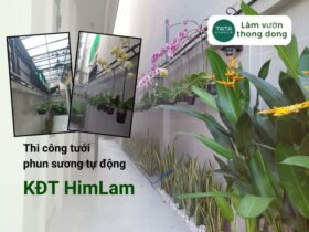 Thi công hệ thống phun sương tự động cho lan tại Himlam