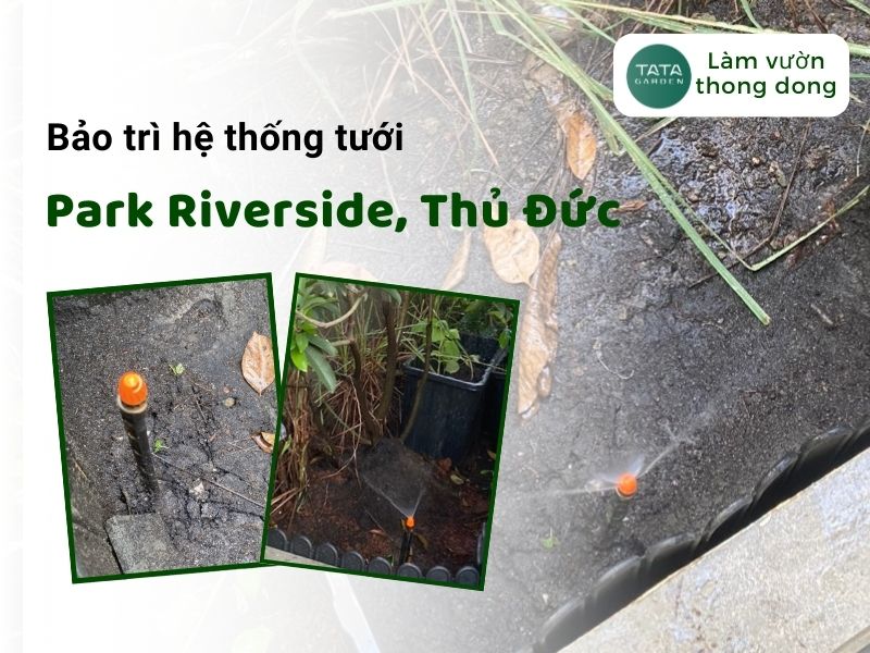 Bảo trì hệ thống tưới cây tự động tại Khu dân cư Park Riverside, Phường Phú Hữu, TP Thủ Đức, TPHCM